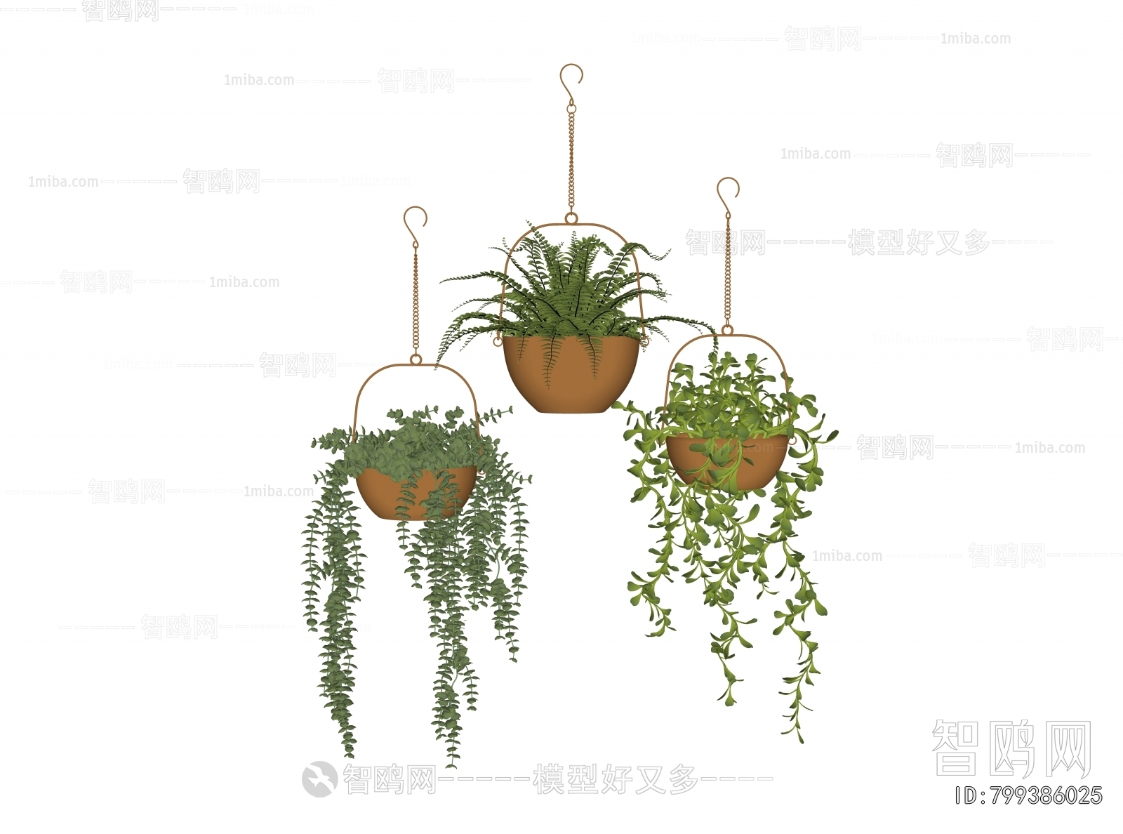 Modern Chlorophytum Comosum