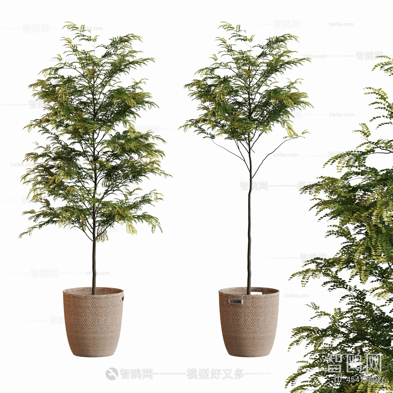 Modern Ground Green Plant Potted Plants