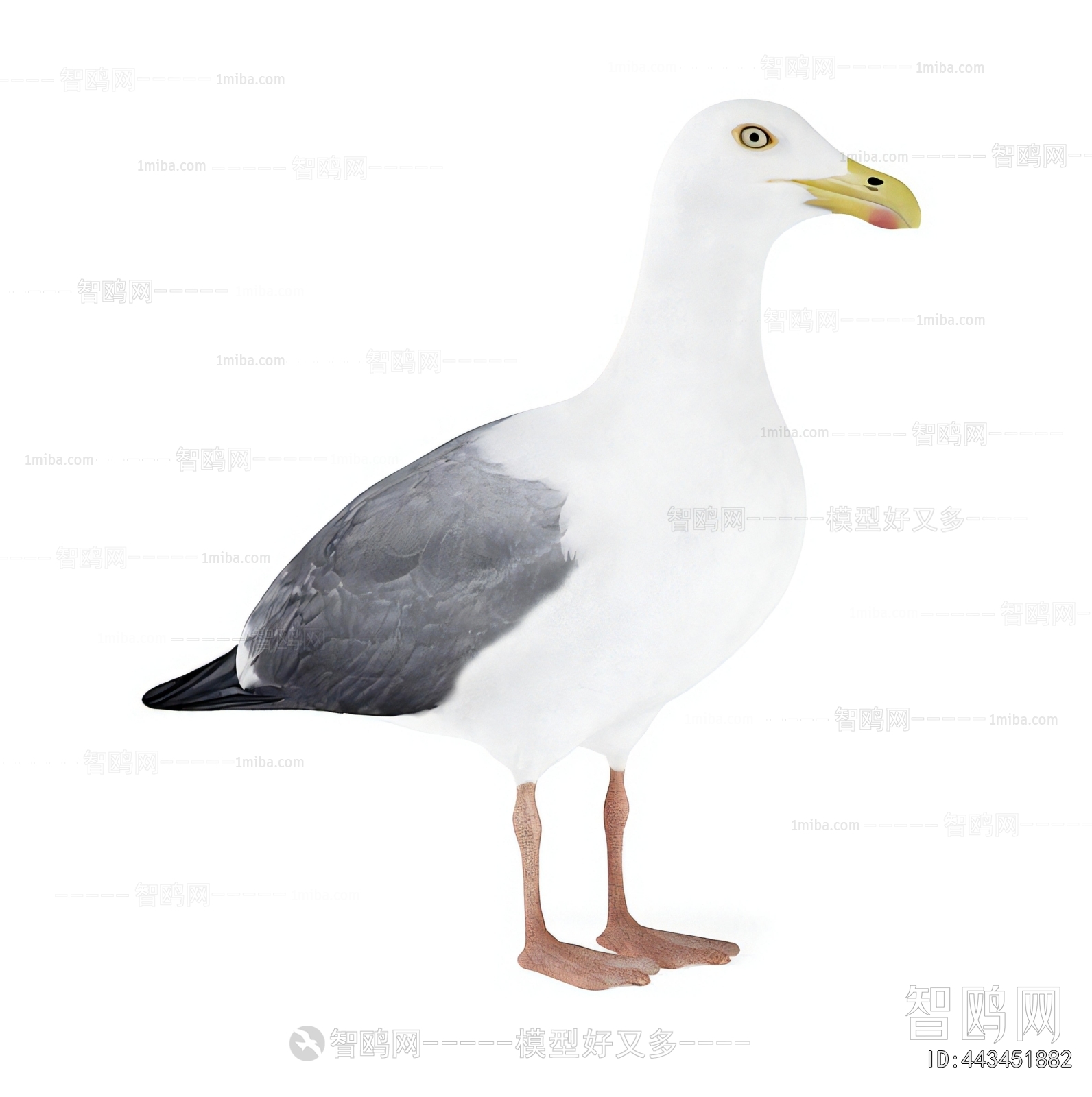 Modern Flying Animals