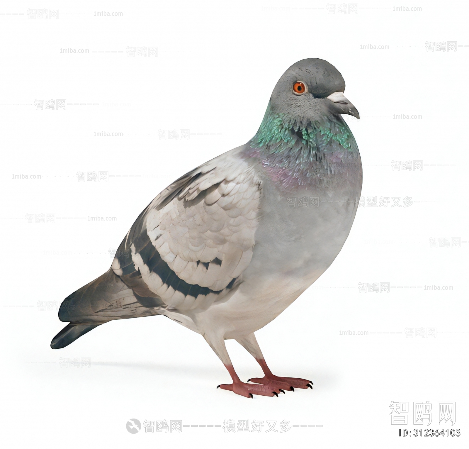 Modern Flying Animals