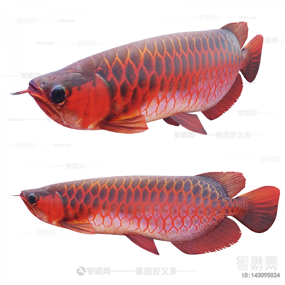 Modern Aquatic Animals