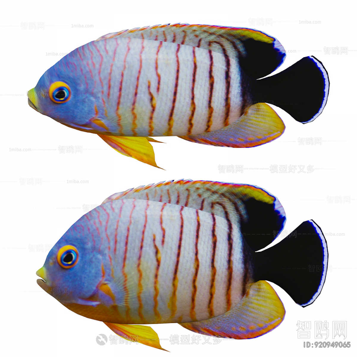 Modern Aquatic Animals