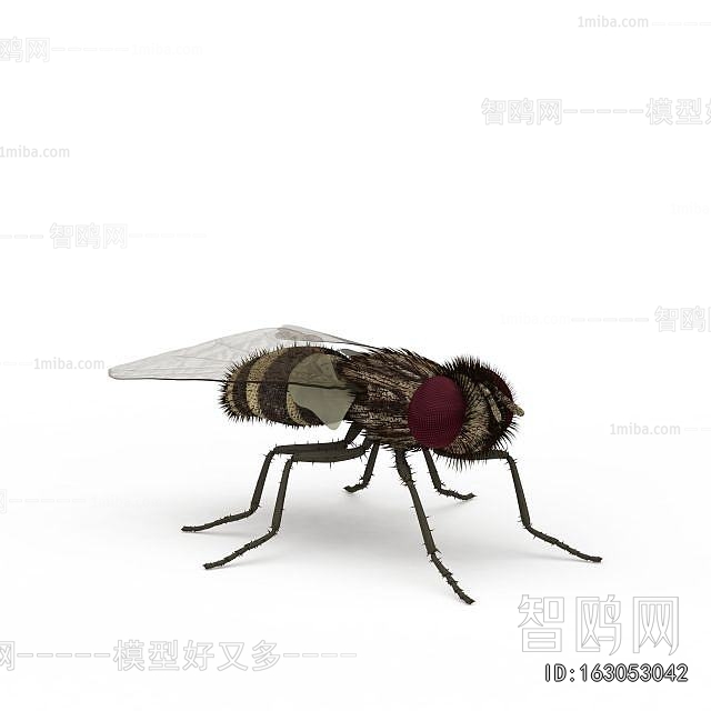 Modern Flying Animals