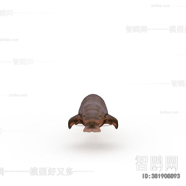 Modern Aquatic Animals