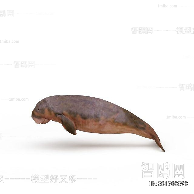 Modern Aquatic Animals