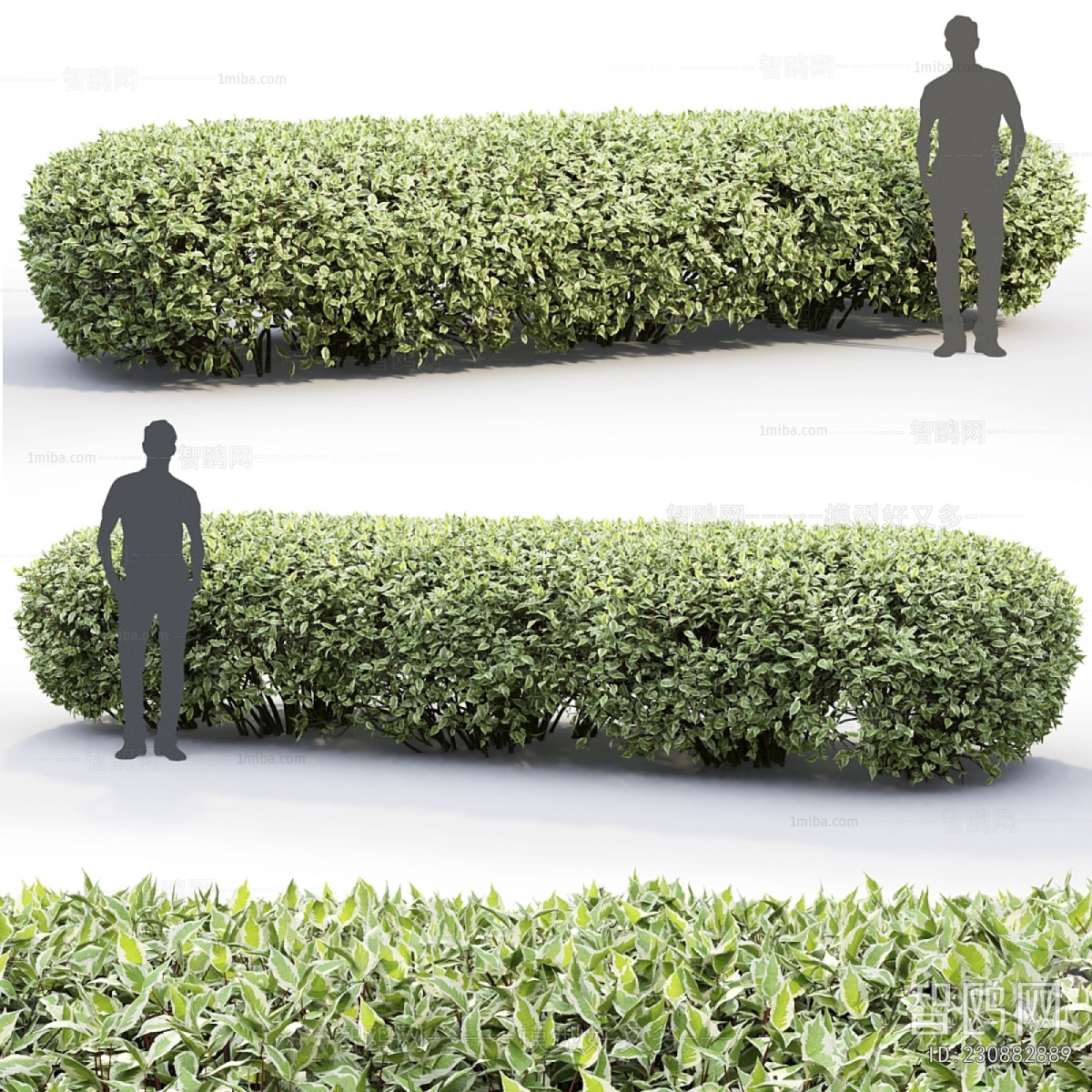Modern Shrubbery