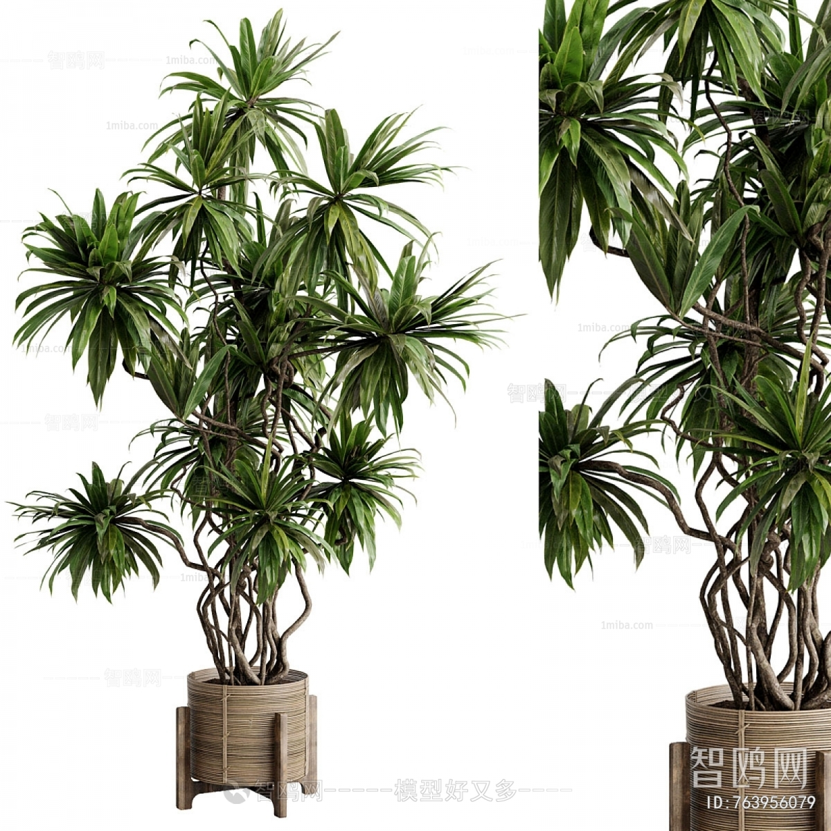 Modern Ground Green Plant Potted Plants