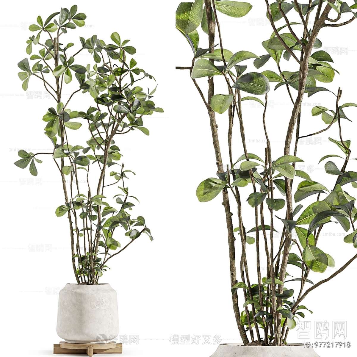 Modern Ground Green Plant Potted Plants