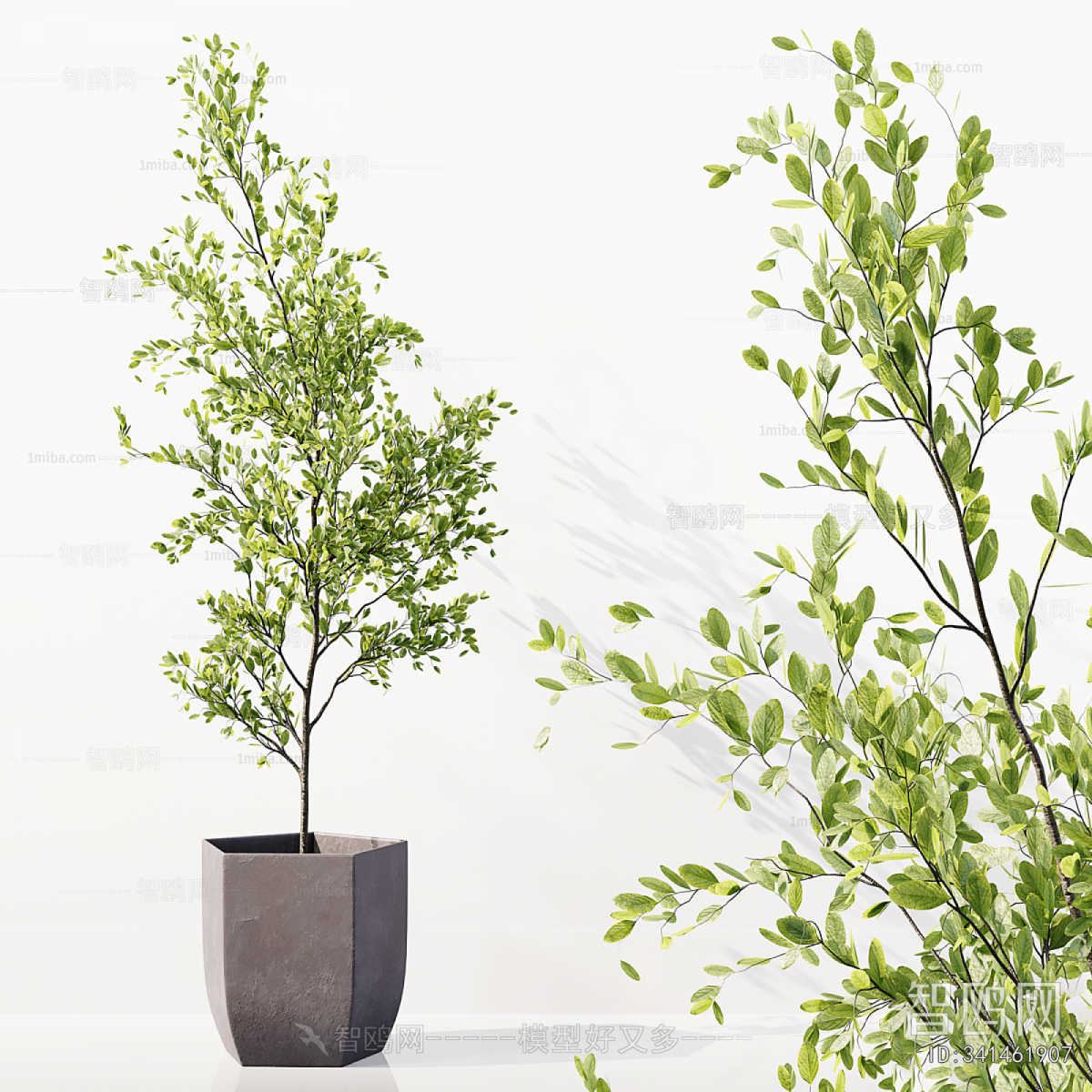 Modern Ground Green Plant Potted Plants