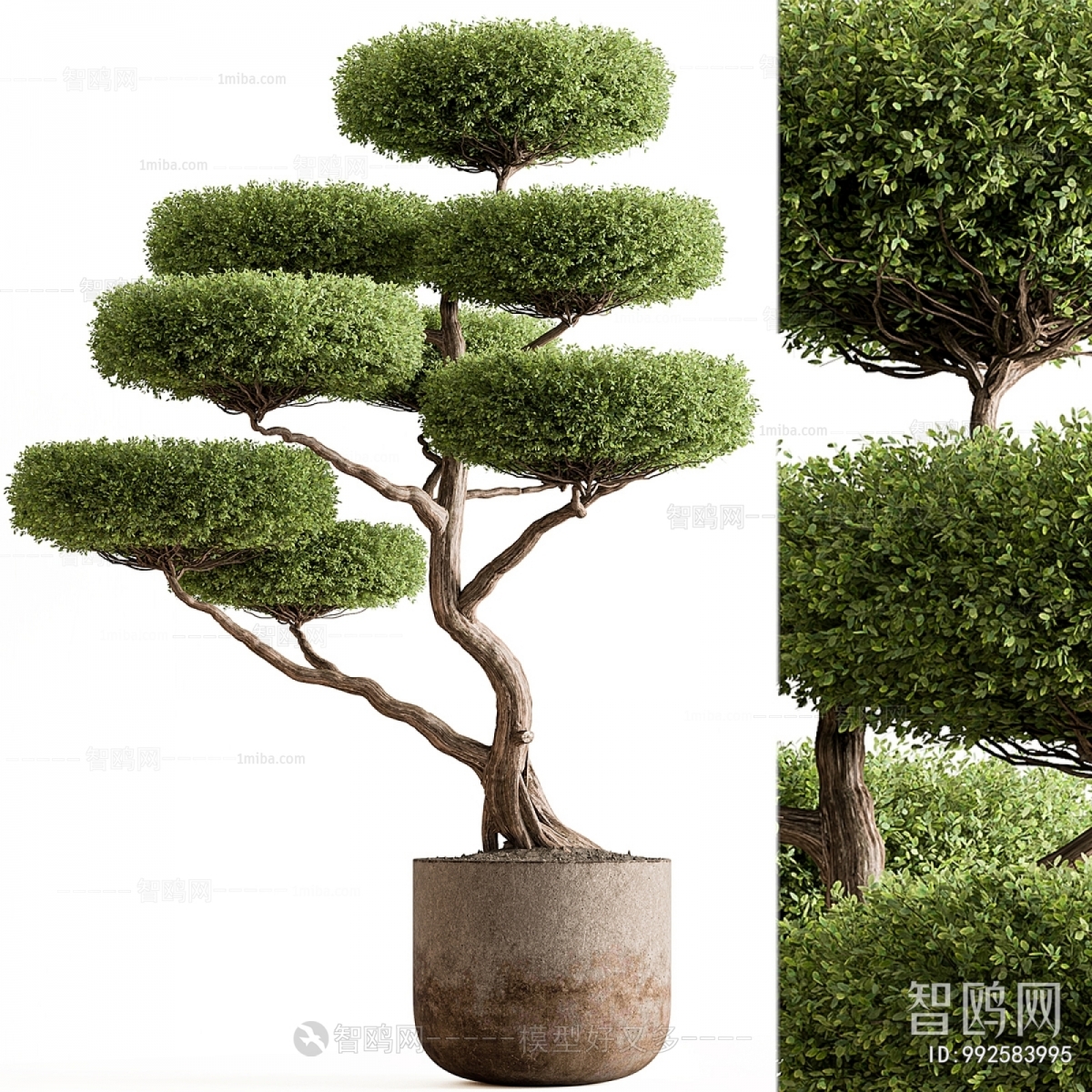 Modern Ground Green Plant Potted Plants