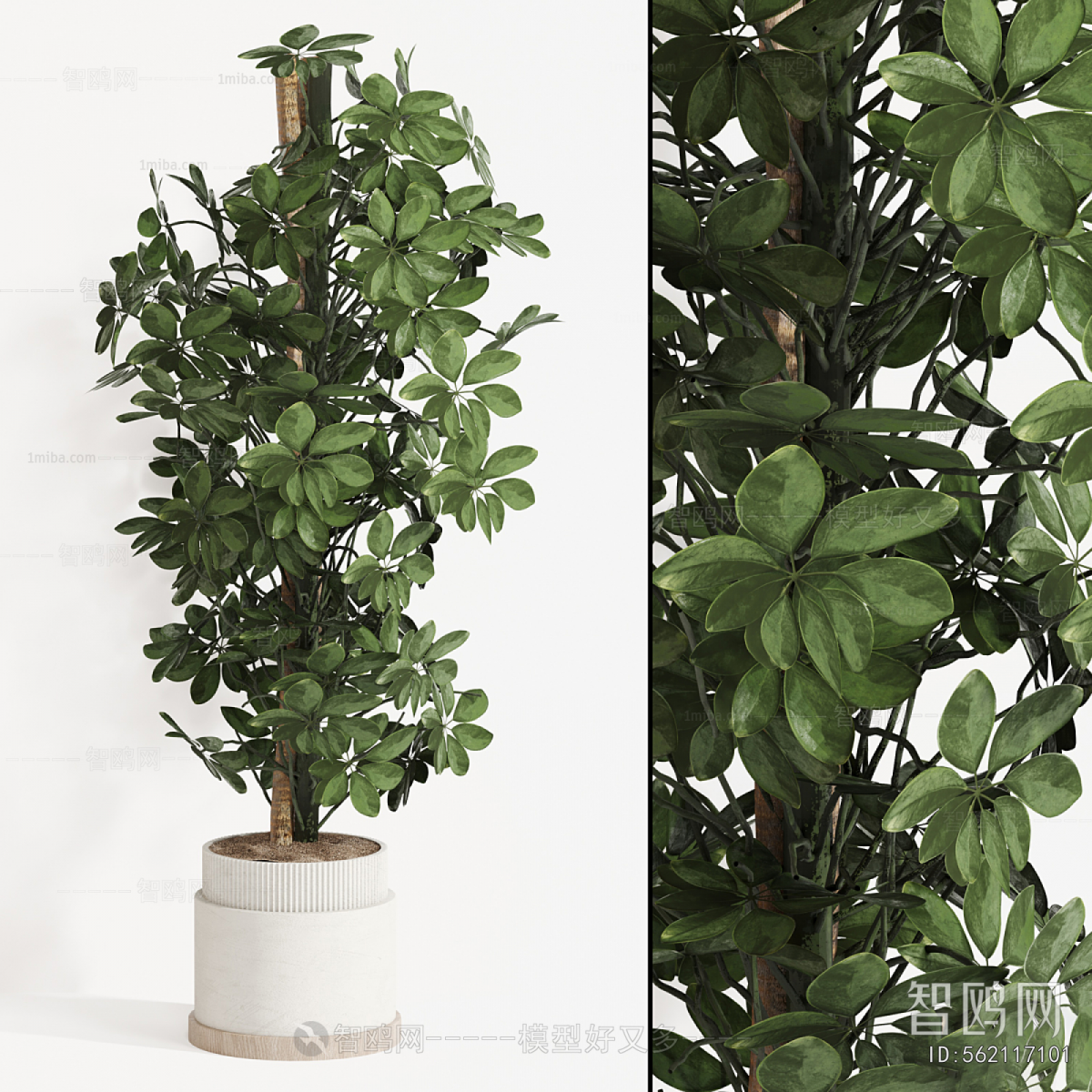 Modern Ground Green Plant Potted Plants
