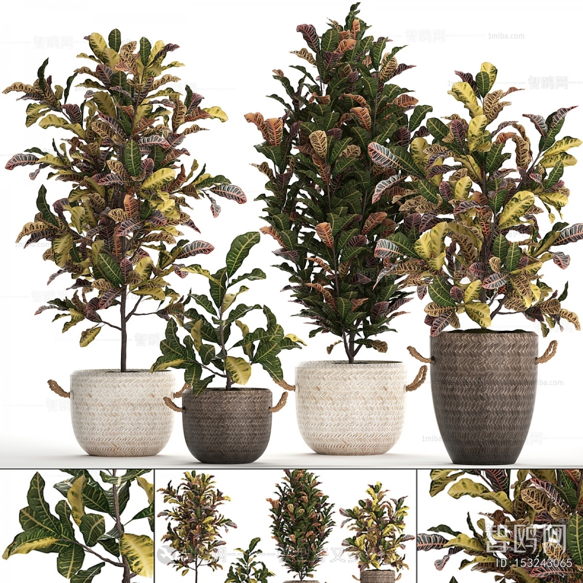 Modern Ground Green Plant Potted Plants