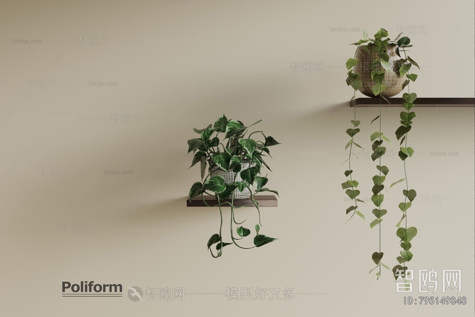 Modern Chlorophytum Comosum