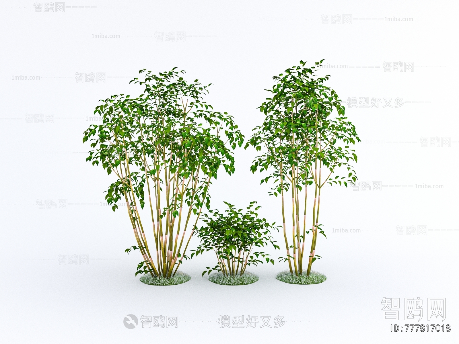 Modern Bamboo