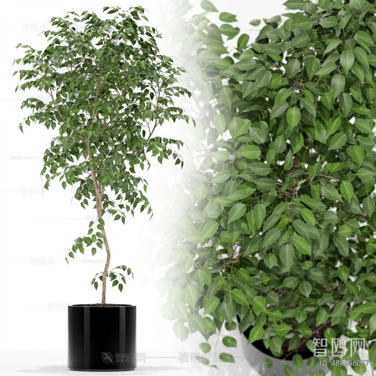 Modern Ground Green Plant Potted Plants