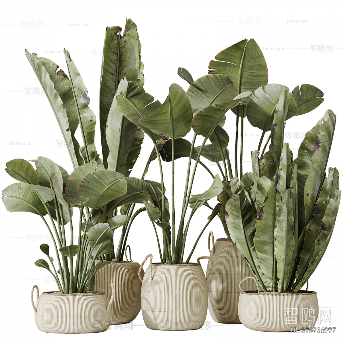 Modern Ground Green Plant Potted Plants