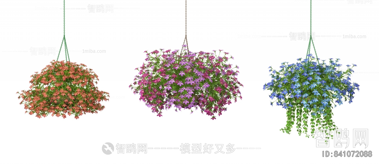 Modern Chlorophytum Comosum