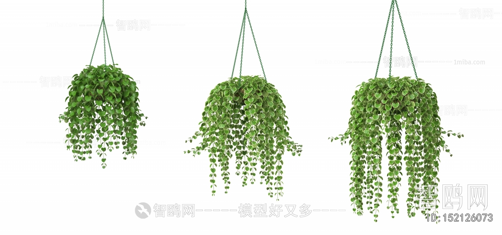 Modern Chlorophytum Comosum