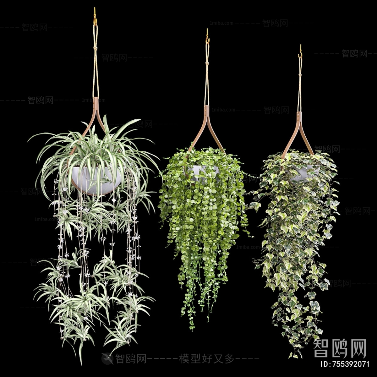 Modern Chlorophytum Comosum