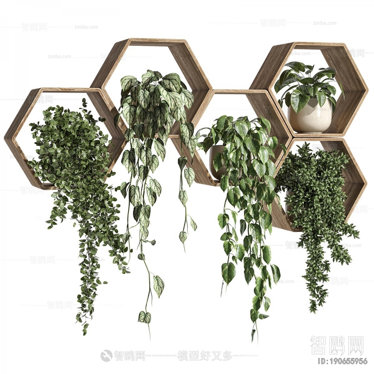 Modern Chlorophytum Comosum