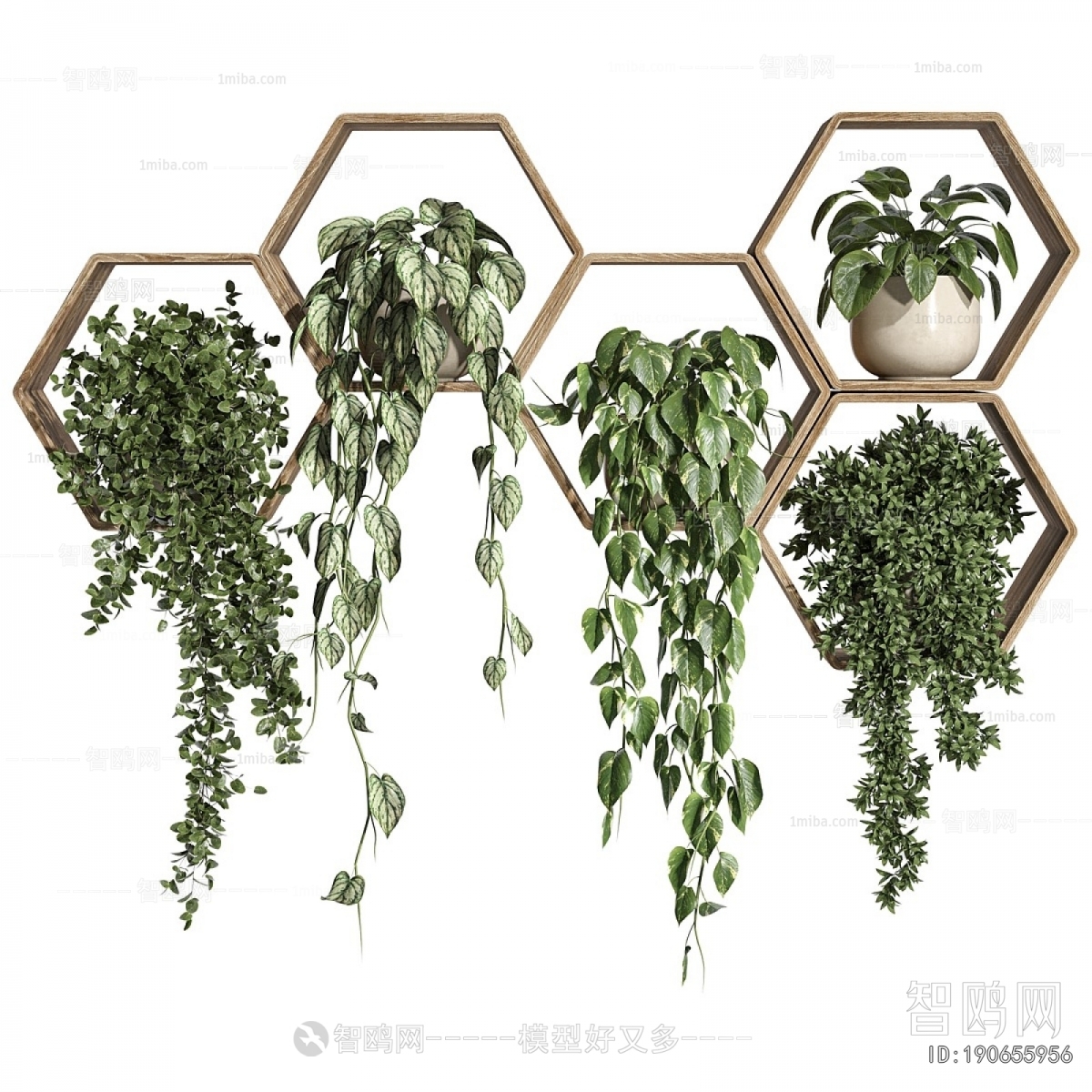 Modern Chlorophytum Comosum