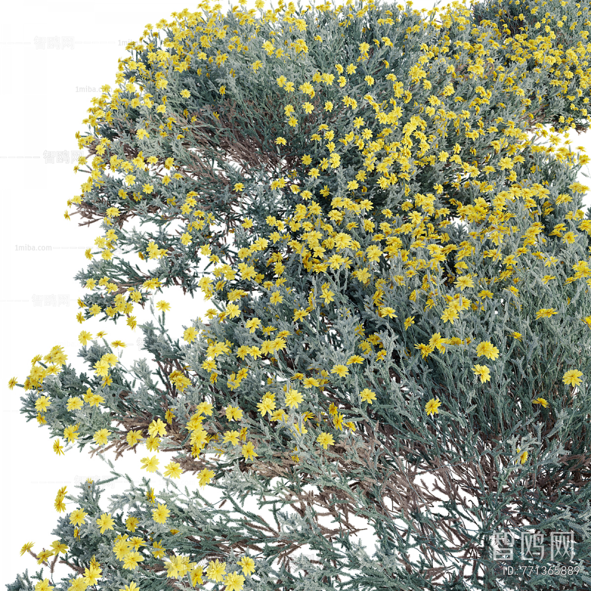 Modern Flowers And Grass