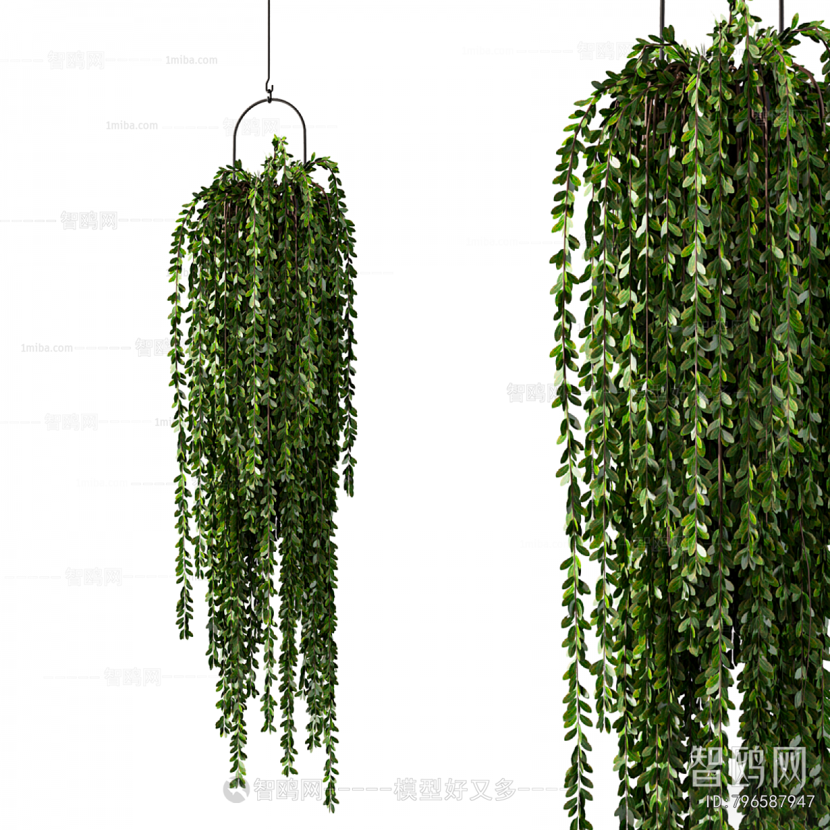 Modern Chlorophytum Comosum