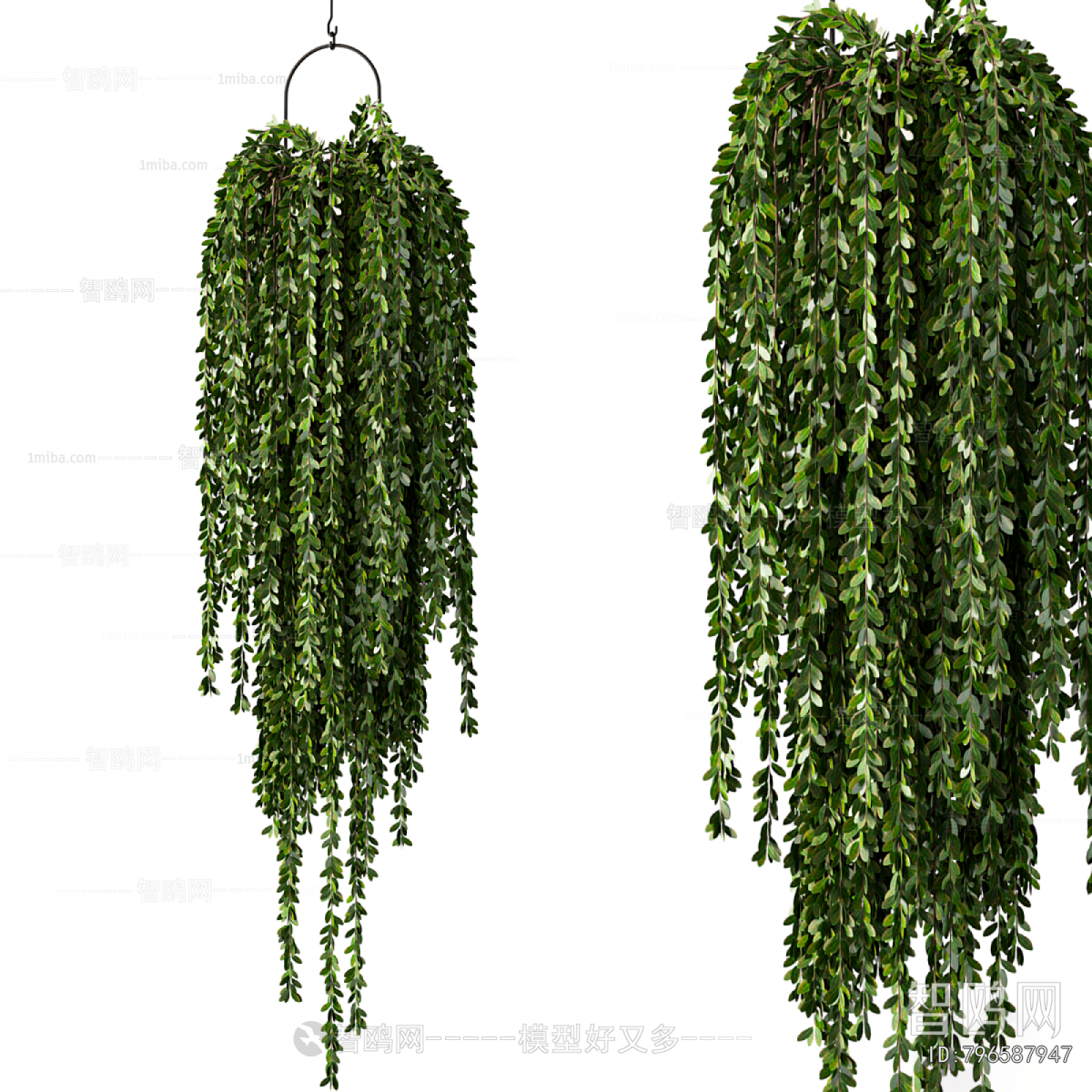 Modern Chlorophytum Comosum