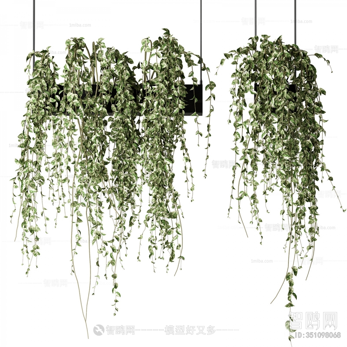 Modern Chlorophytum Comosum