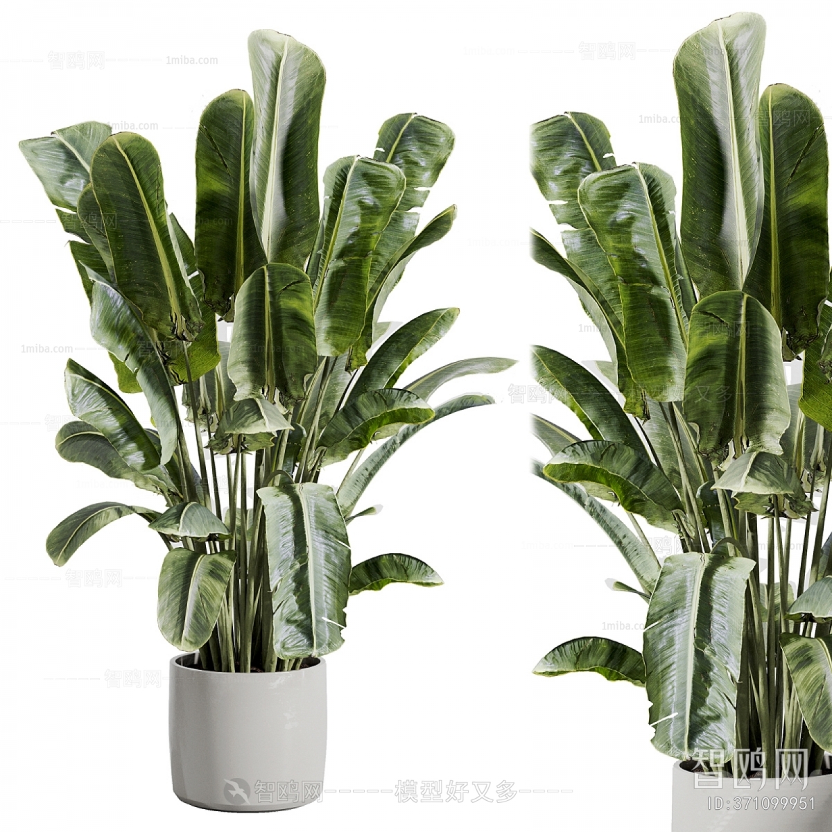 Modern Ground Green Plant Potted Plants