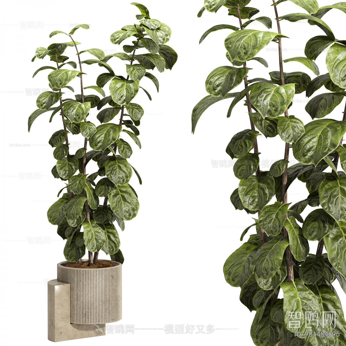 Modern Ground Green Plant Potted Plants