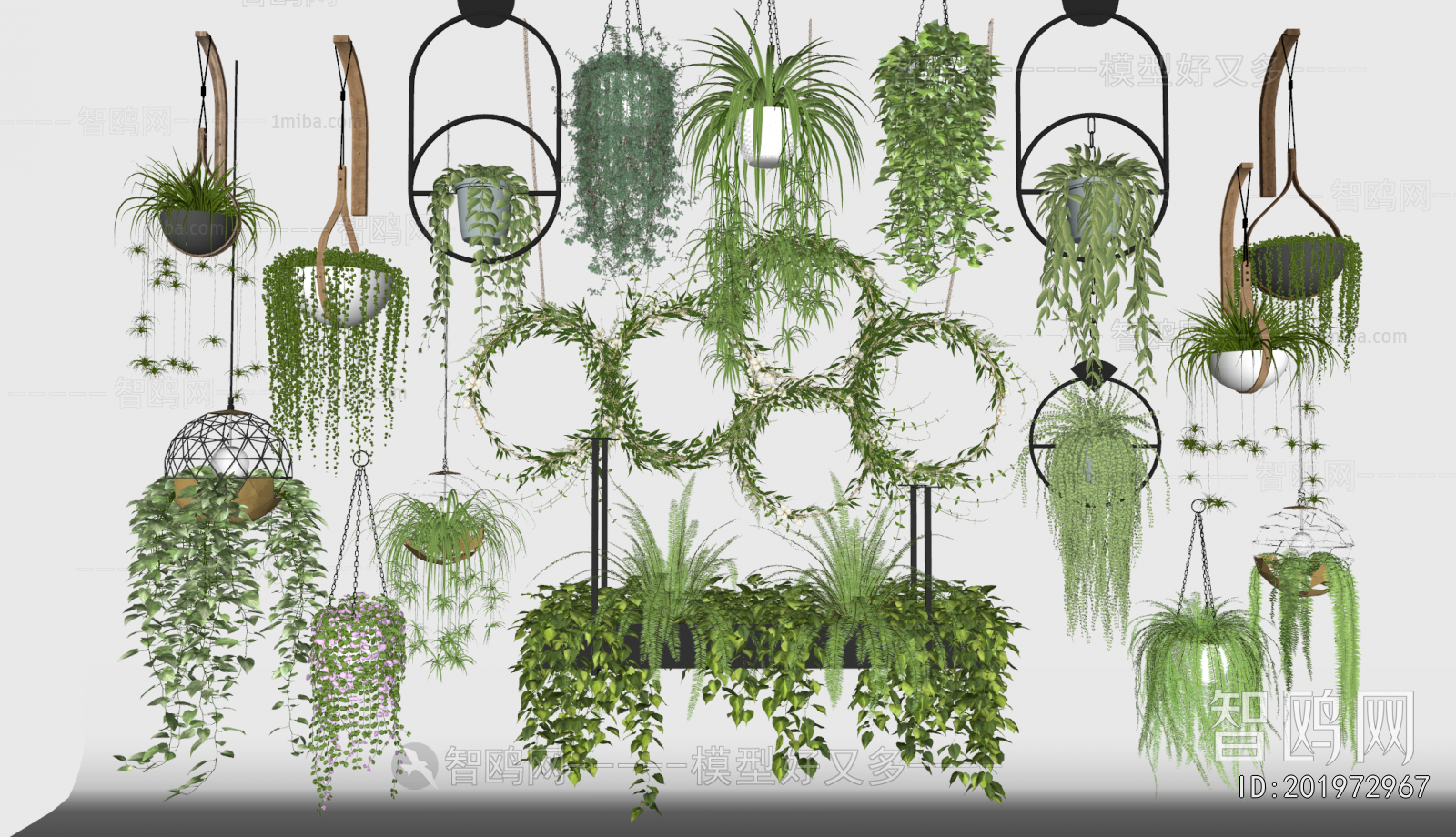 Modern Chlorophytum Comosum