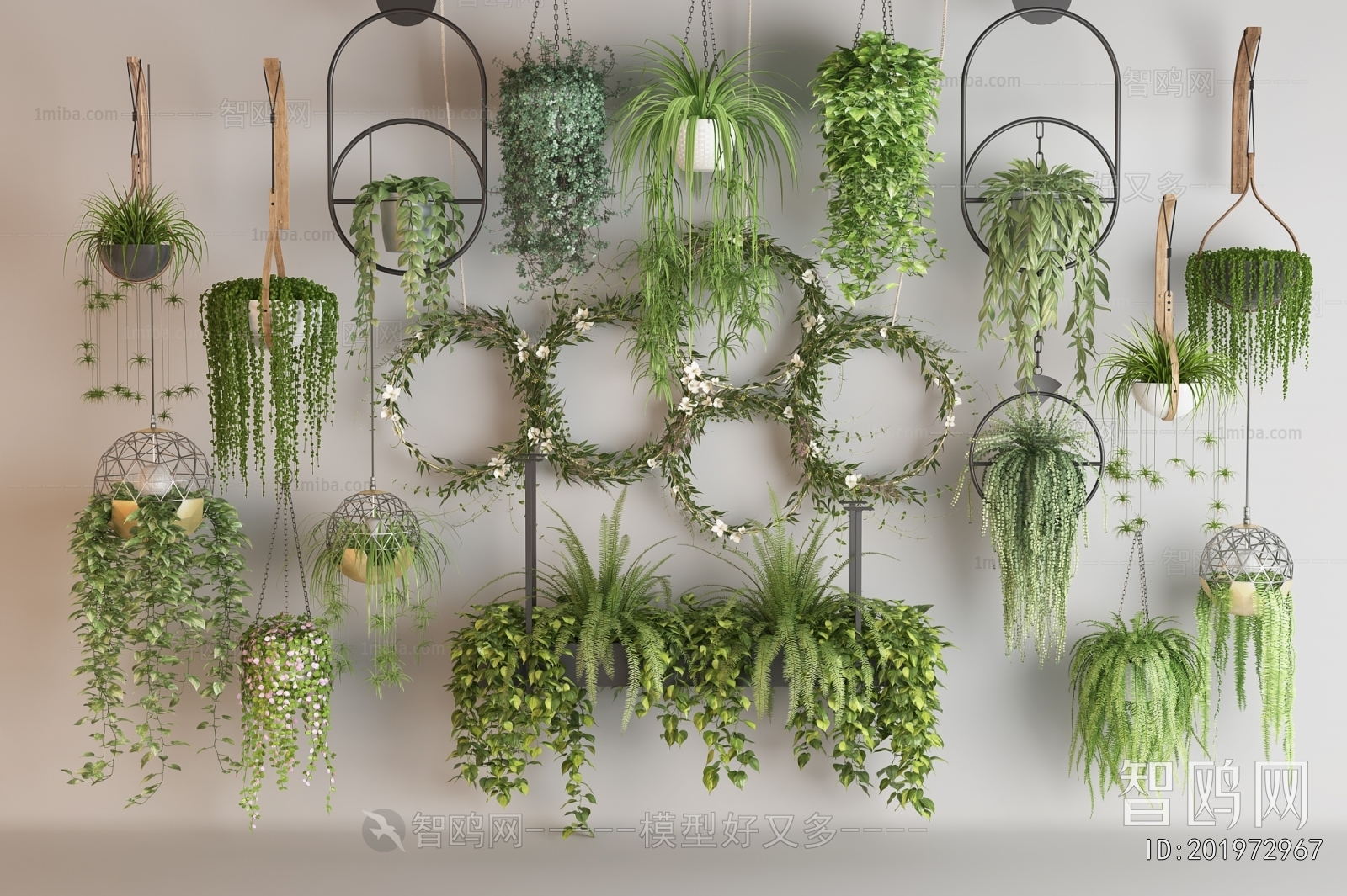 Modern Chlorophytum Comosum