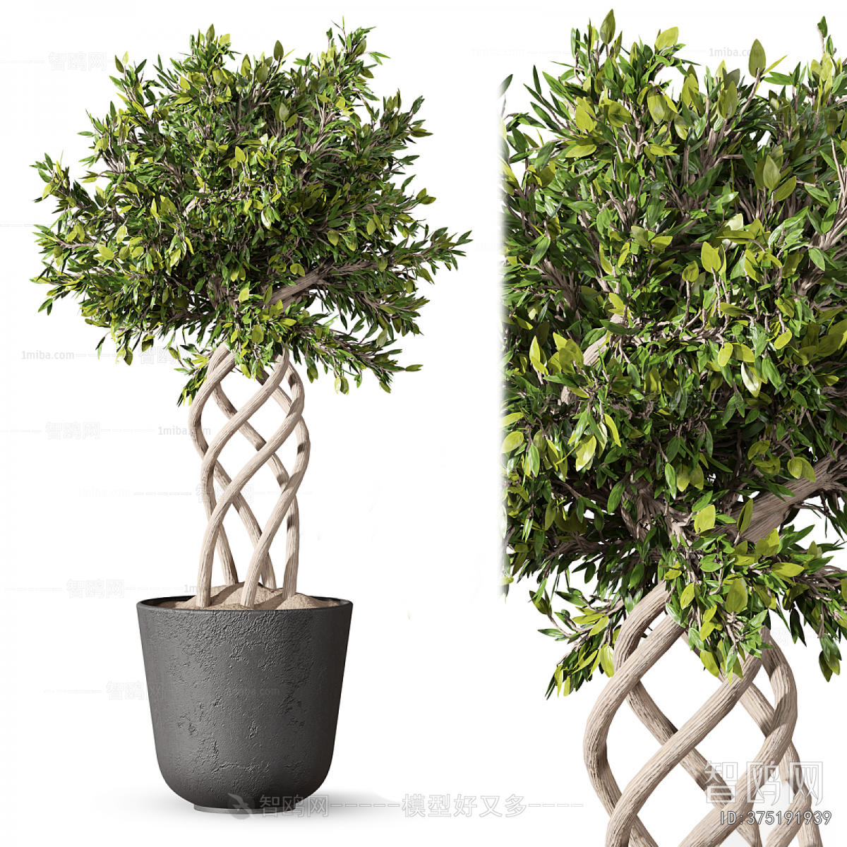 Modern Ground Green Plant Potted Plants