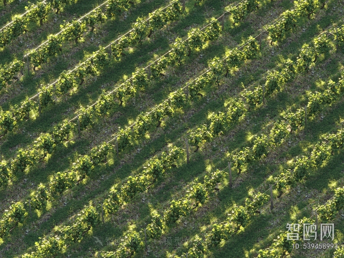 Modern Garden Landscape