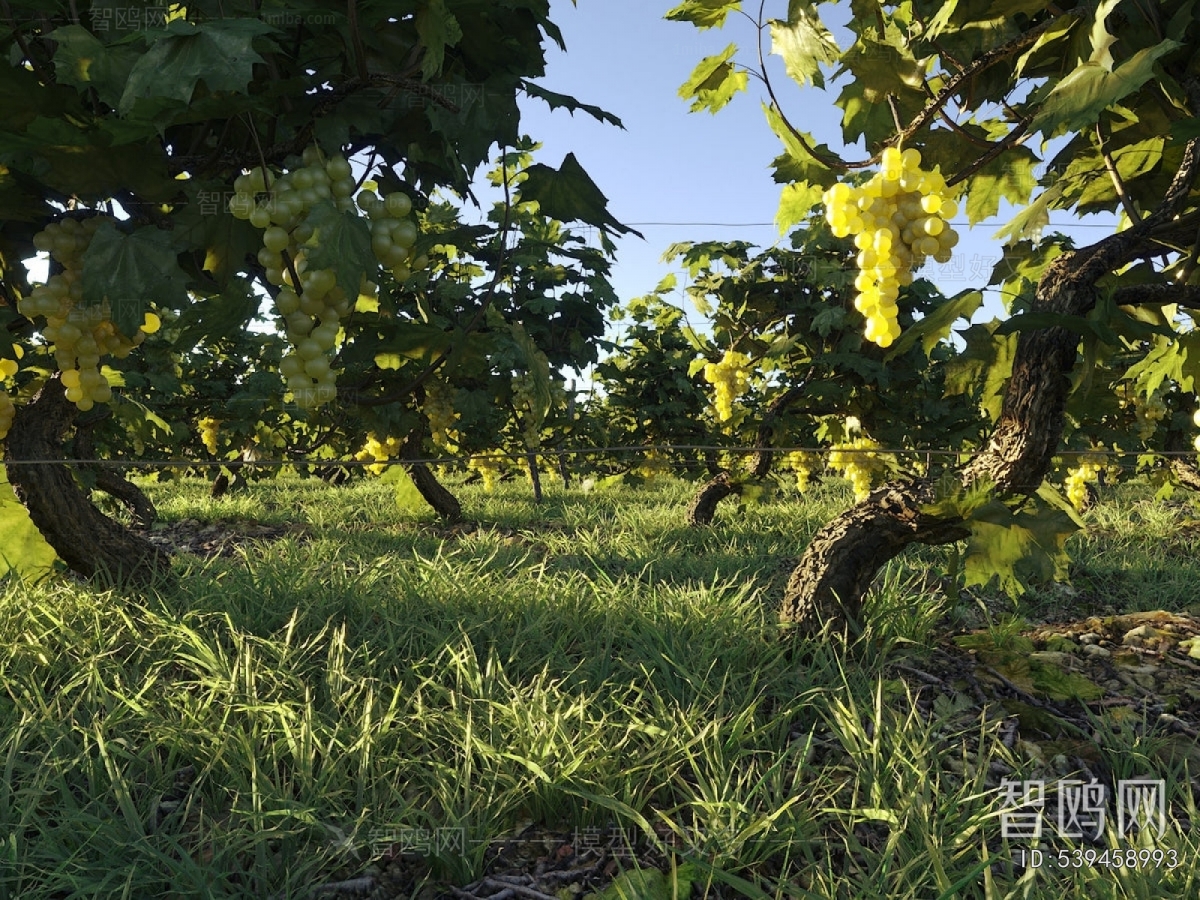Modern Garden Landscape