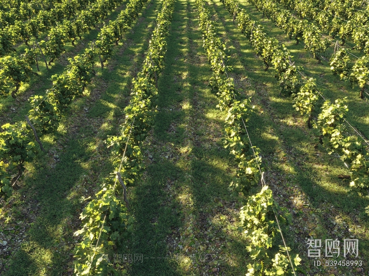 Modern Garden Landscape