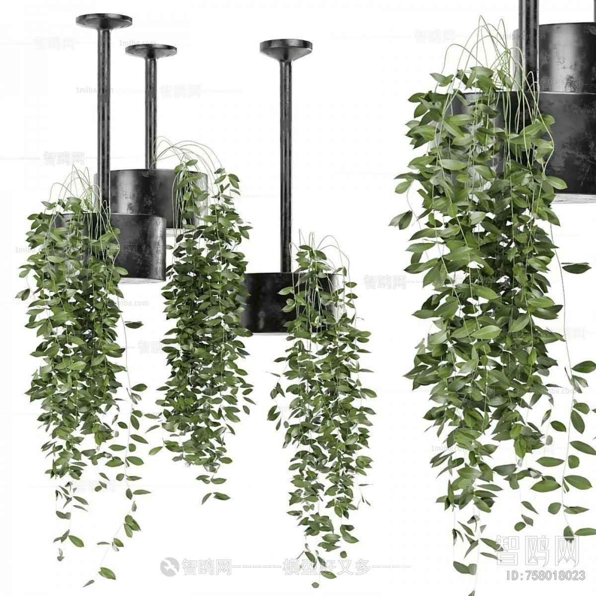 Modern Chlorophytum Comosum