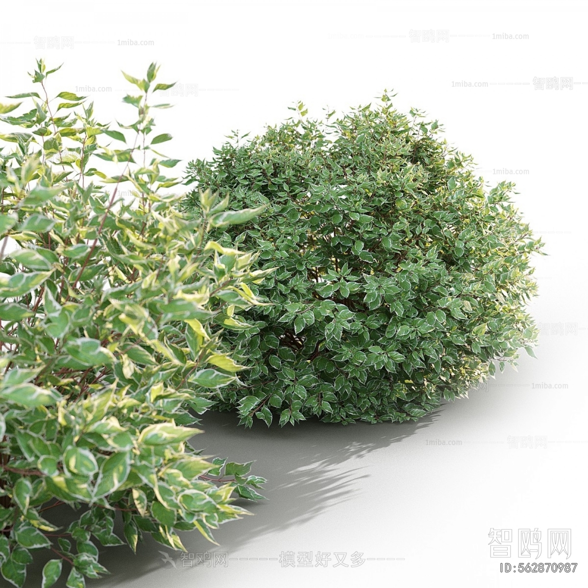 Modern Shrubbery