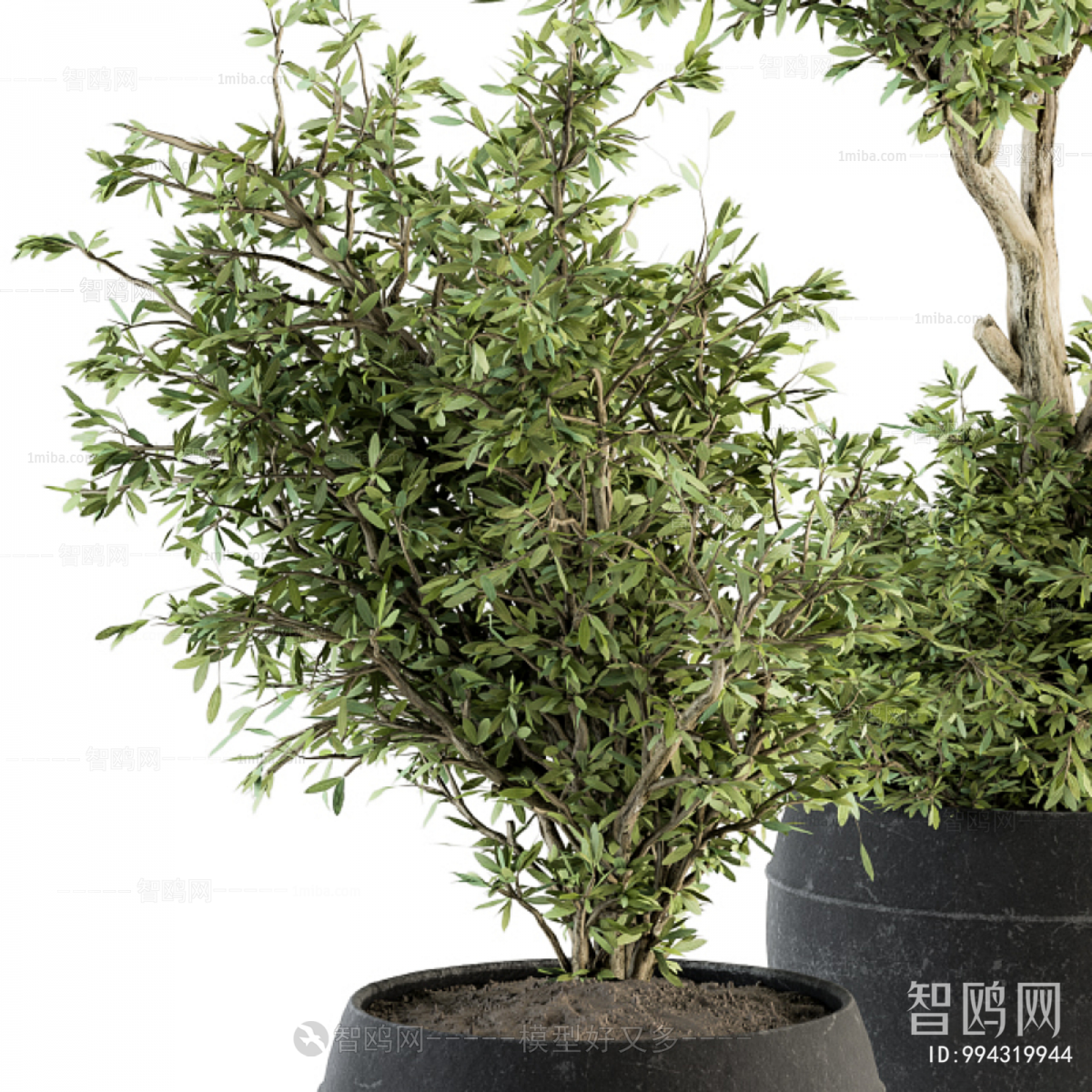 Modern Ground Green Plant Potted Plants