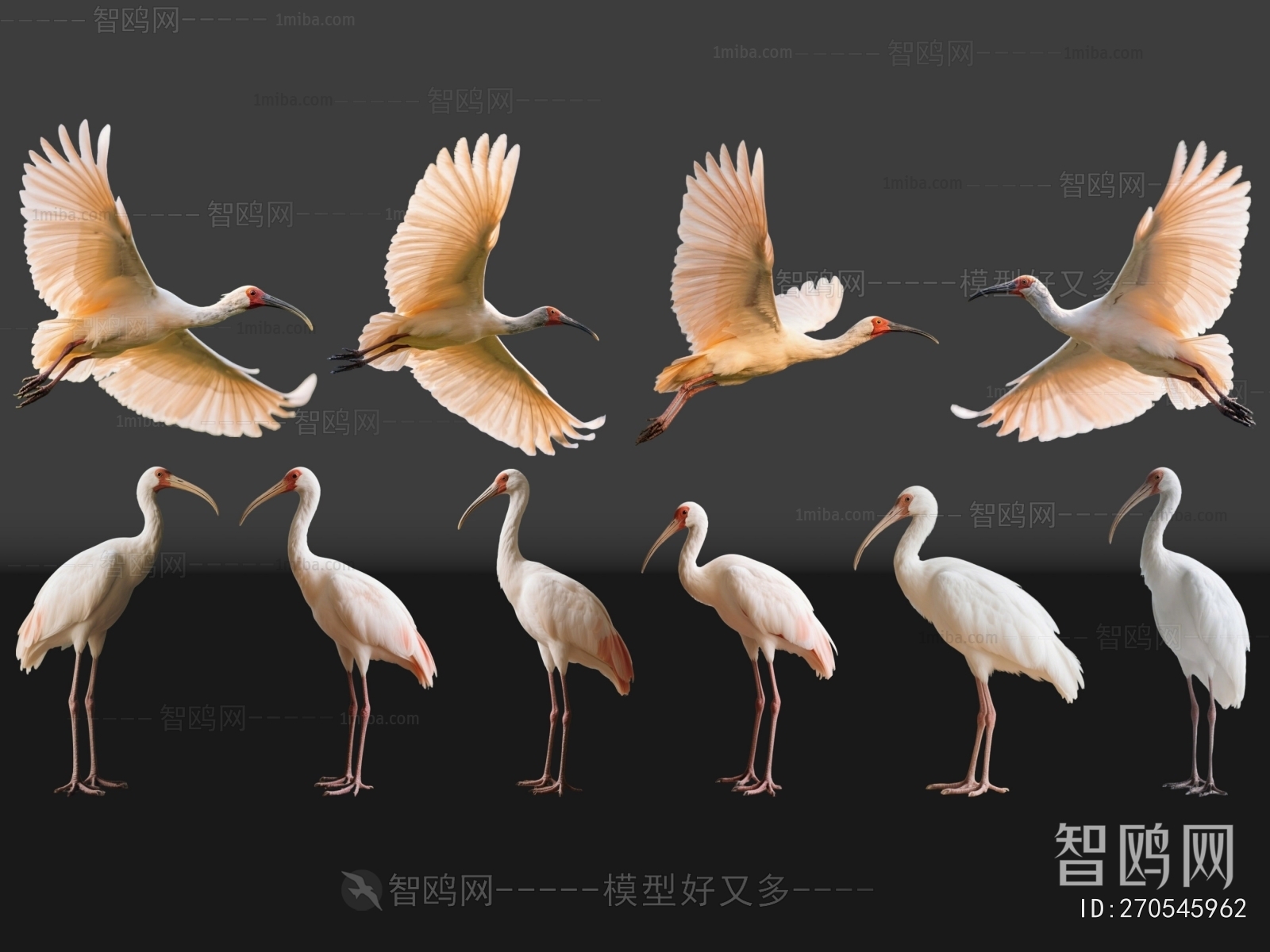 Modern Flying Animals