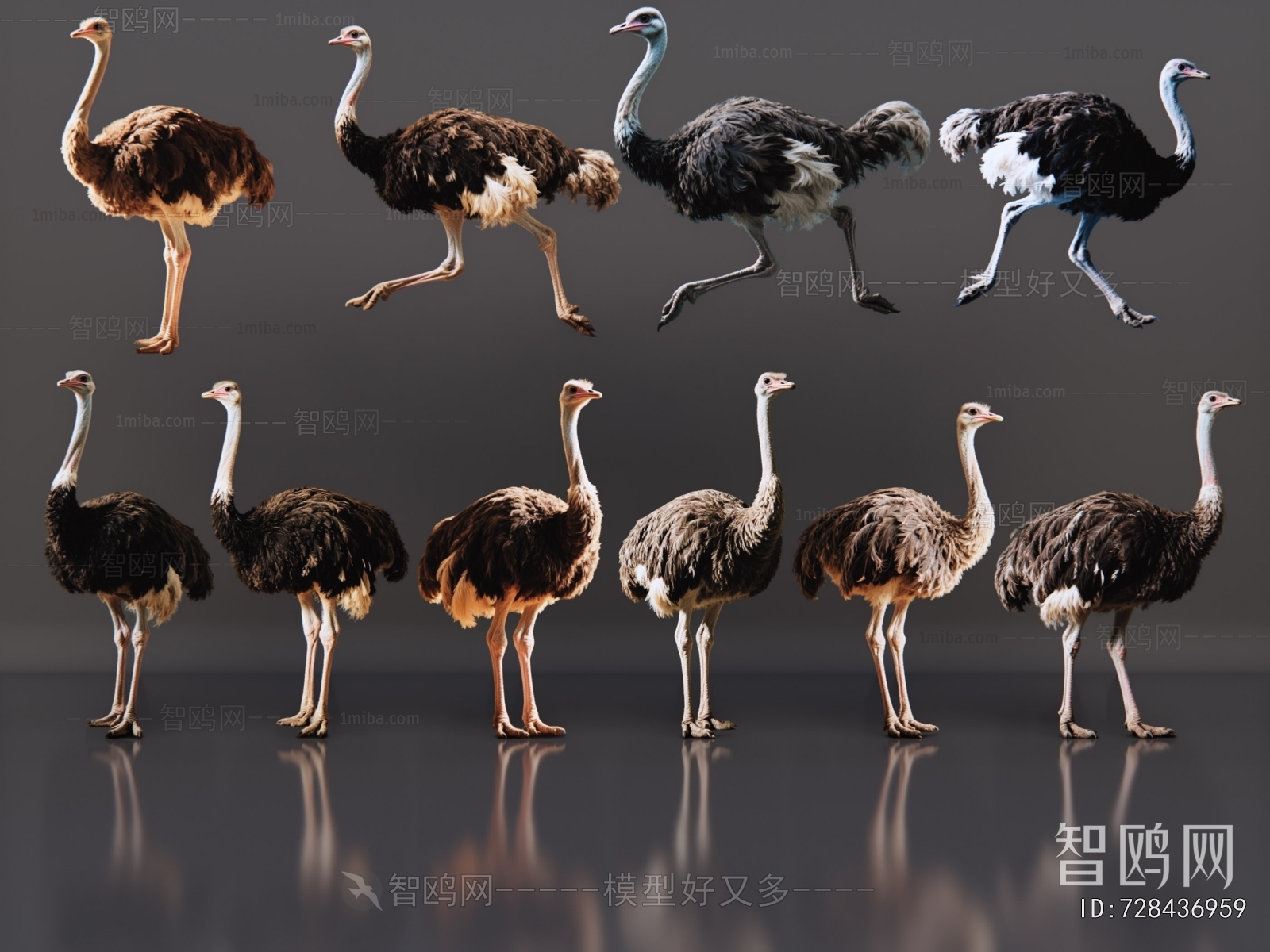 Modern Other Animals