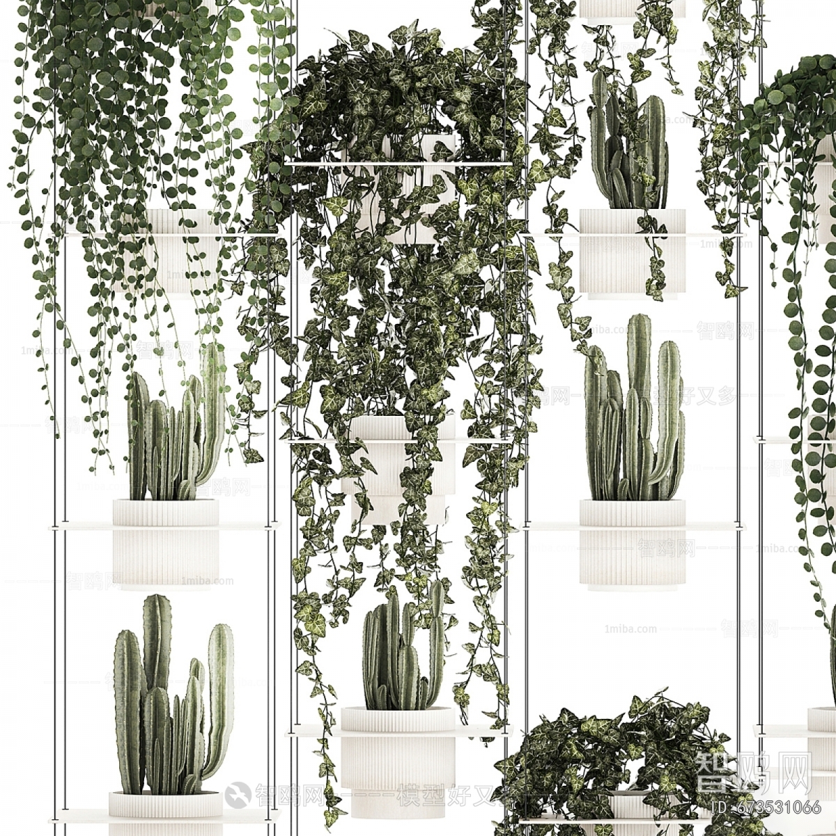 Modern Chlorophytum Comosum