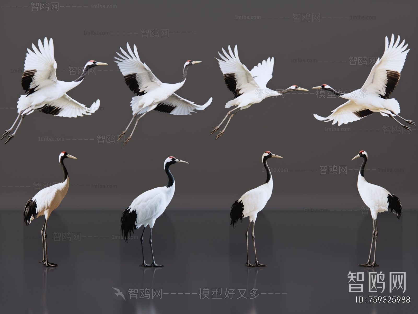 Modern Flying Animals