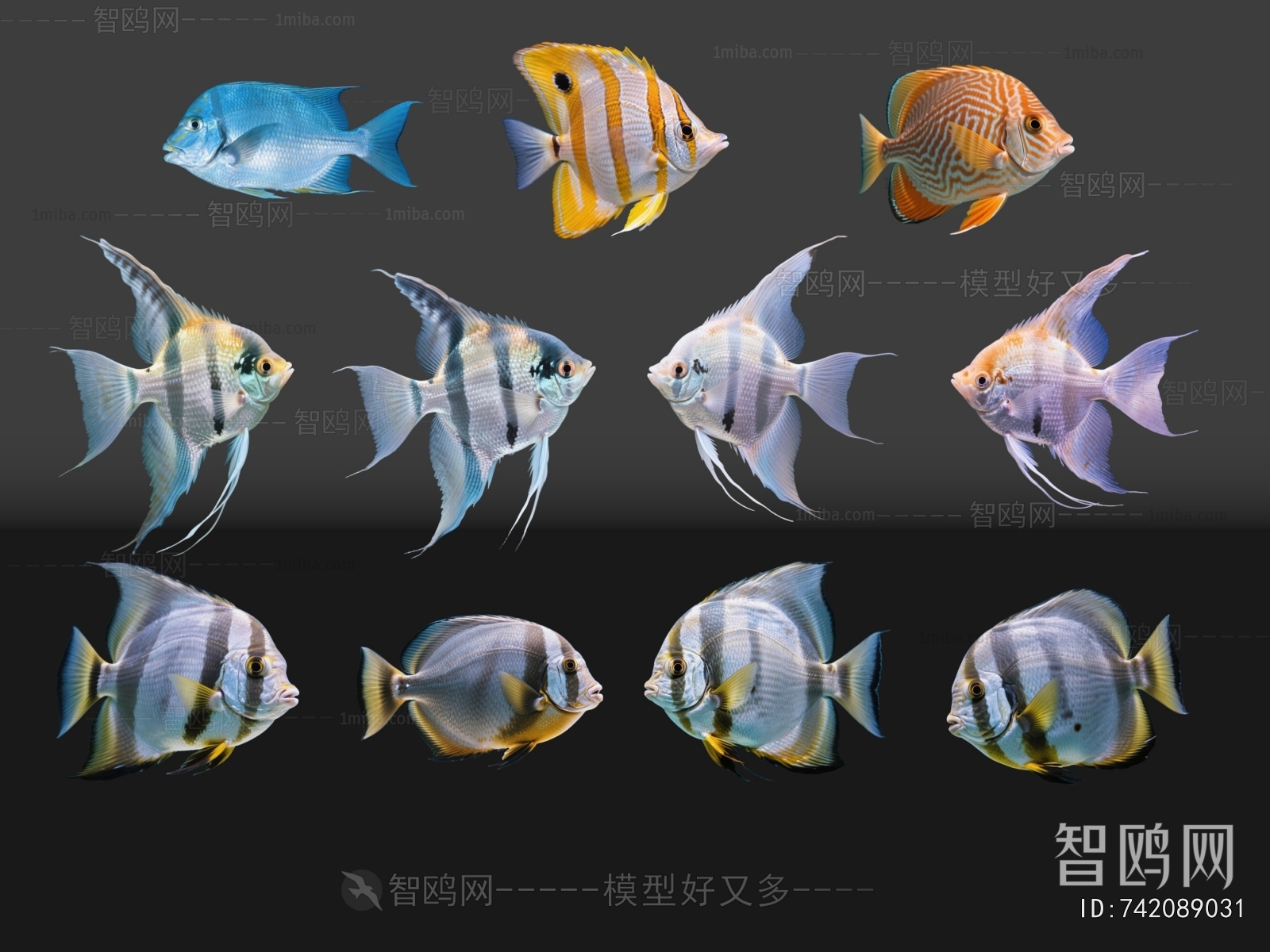 Modern Aquatic Animals