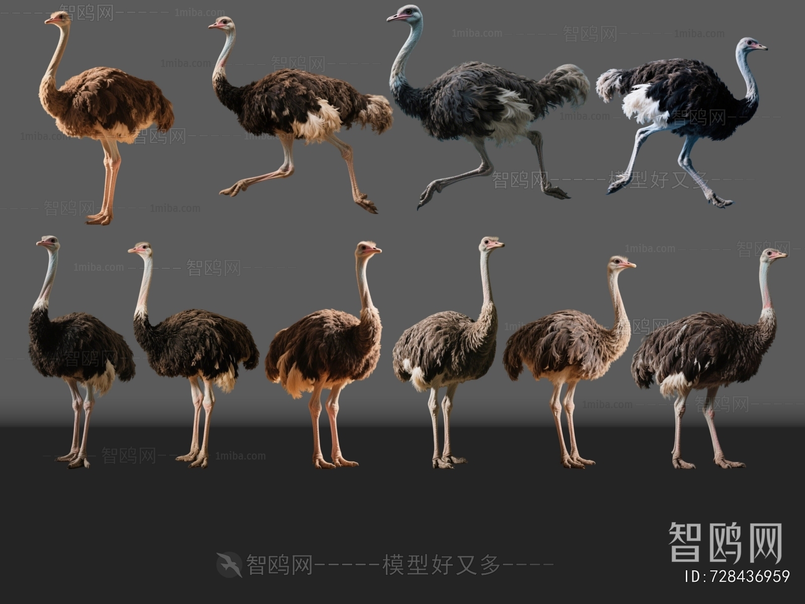 Modern Other Animals