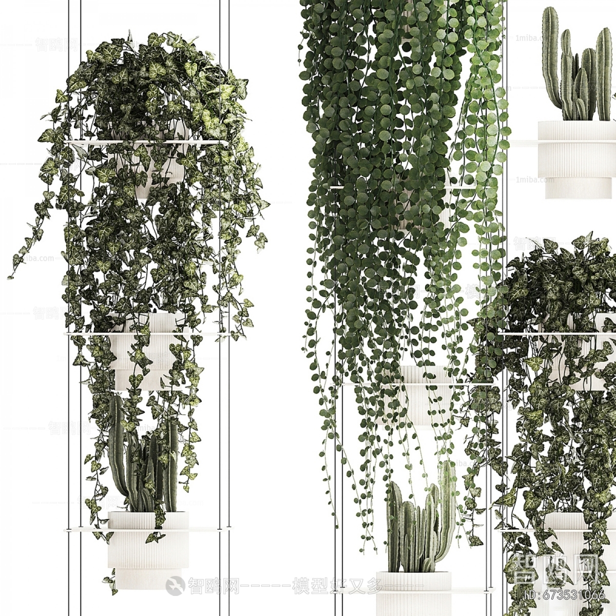 Modern Chlorophytum Comosum