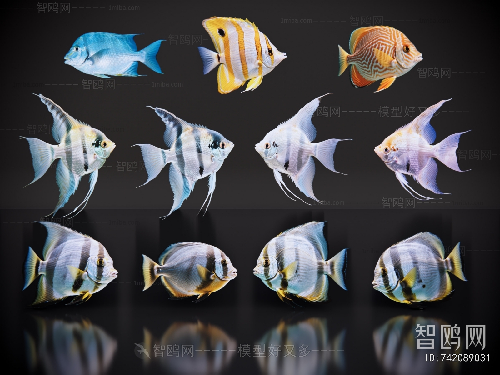 Modern Aquatic Animals