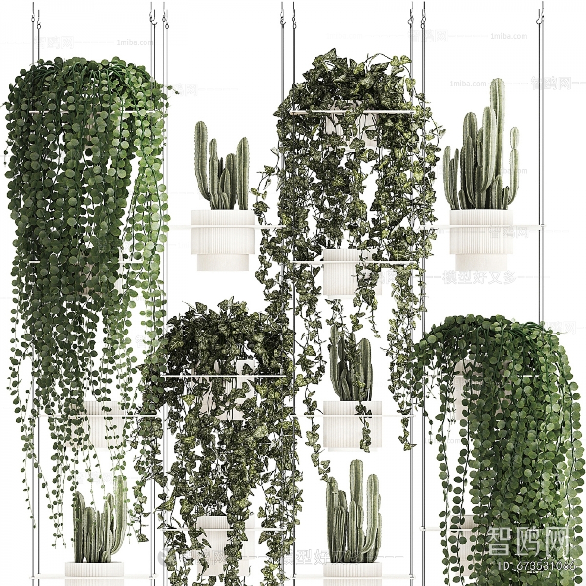 Modern Chlorophytum Comosum