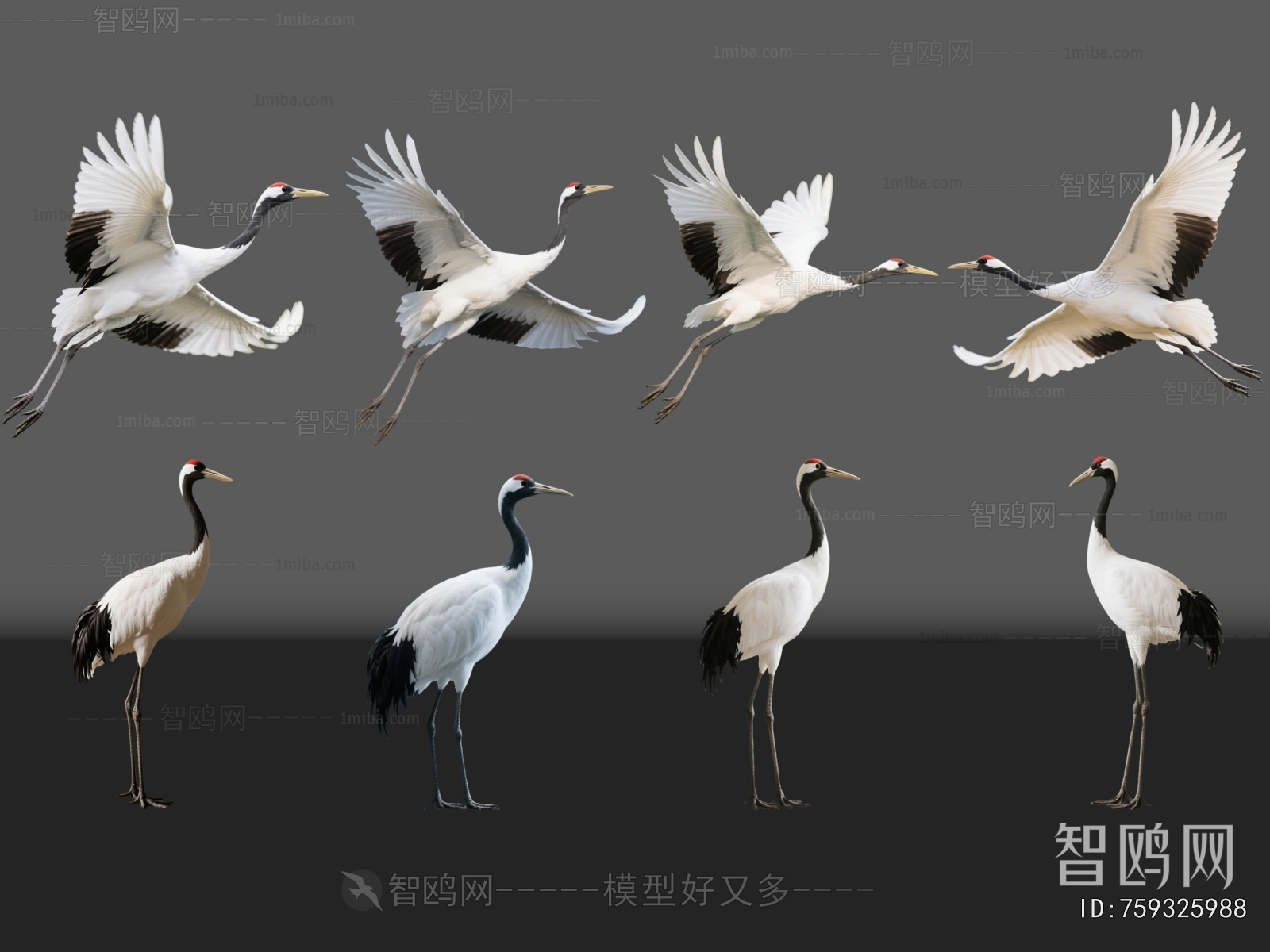 Modern Flying Animals